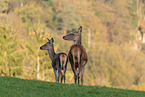 red deer