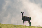 red deer