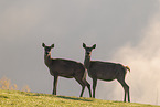 red deer
