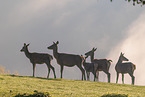 red deer