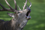 Red deer