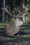 red deer