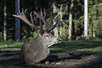 red deer