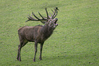 red deer