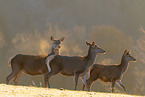 red deer