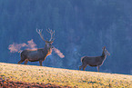 red deer