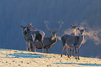red deer
