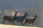 red deer