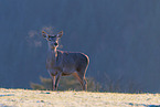 red deer
