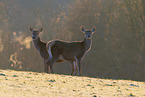 red deer