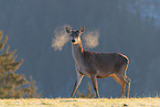 red deer