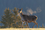 red deer