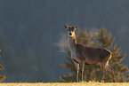 red deer