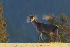 red deer