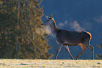 red deer