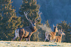 red deer