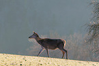 red deer