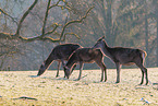 red deer