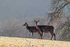 red deer