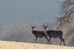 red deer