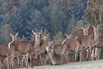red deer
