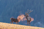 red deer