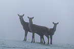 red deer