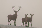 red deer