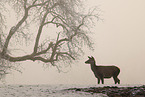 red deer
