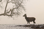 red deer