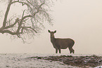 red deer