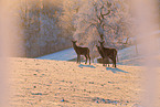 red deer