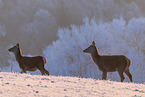 red deer