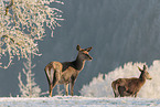 red deer