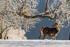 red deer