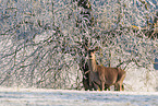 red deer