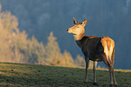 red deer