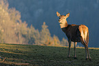 red deer