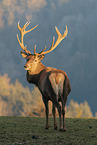 red deer