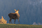 red deer