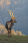 red deer