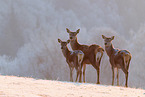 red deer