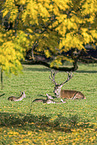 red deer