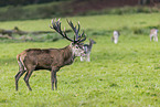 red deer
