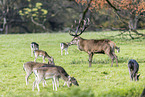 red deer
