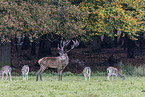 red deer