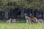 red deer