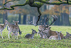 red deer