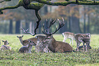red deer