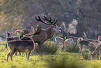 red deer